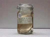 藏品(眼斑線鰭鮃)的圖片